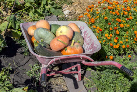 Zucchini and pumpkins in a wheelbarrow for harvesting