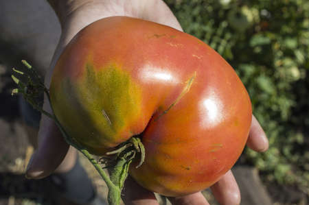 Ripe tomato in hands of the rural toilerの写真素材