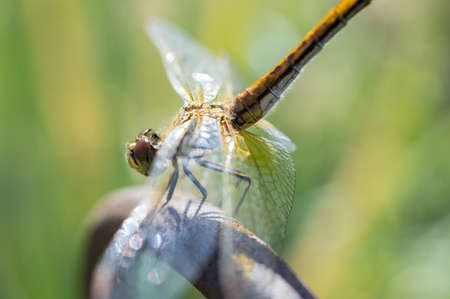 The dragonfly the vacationer on a barの写真素材
