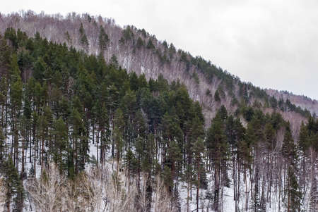 The mountains brought by snow with the woodの写真素材