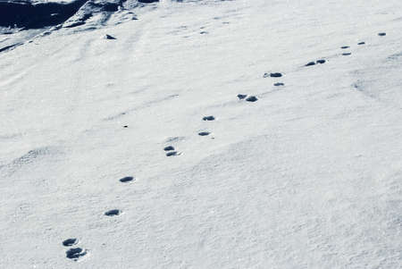 Traces of a fox on fresh snowの写真素材