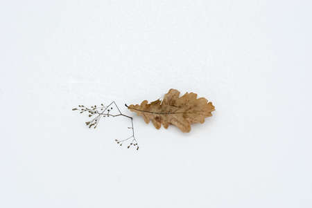 The fallen-down leaf of an oak on new-fallen snow in the winterの写真素材