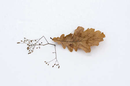 The fallen-down leaf of an oak on new-fallen snow in the winter