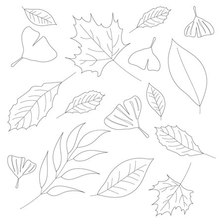 A collection of autumn leaves for coloring. Coloring leaves on a white background. Leaves, autumn leaves in black and white are isolated on a white background.のイラスト素材