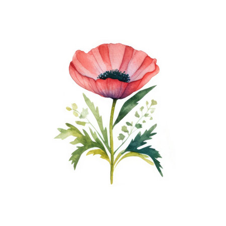 Watercolor poppies. Hand drawn illustration isolated on white backgroundの素材