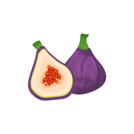 Suitable for a variety of designs of cooking recipes, menus, desserts and cheese platters. Purple figs in vector cartoon style, isolated on white background.のイラスト素材