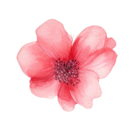 Watercolor pink flower isolated on white background.の素材