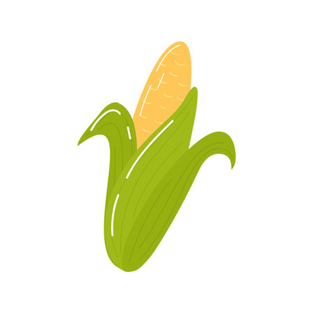 Yellow corn in green leaves, cereal plant in cartoon style isolated on white. Cute cereal, food, base of national Mexican food.のイラスト素材