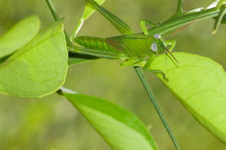 Grasshopperの写真素材