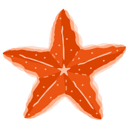 A starfish isolated vector illustrationのイラスト素材