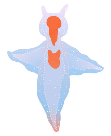 A sea angel isolated vector illustration