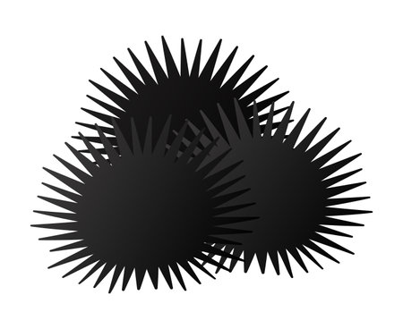 Sea urchins isolated vector illustration.のイラスト素材