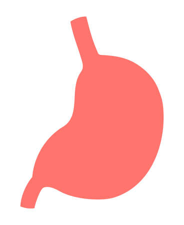 The stomach  isolated vector illustration.のイラスト素材