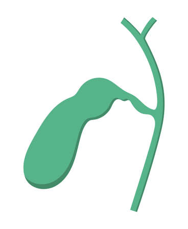 Human gallbladder isolated vector illustration.のイラスト素材