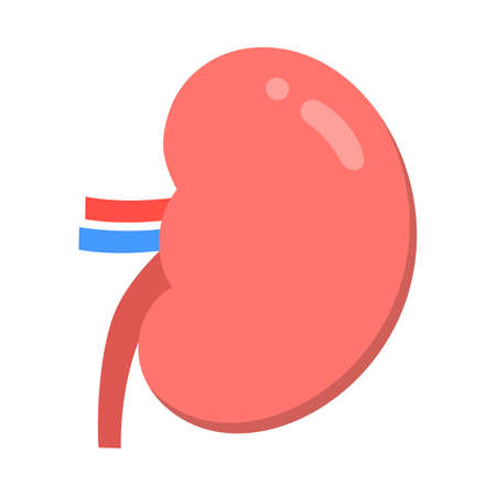 Human kidney isolated vector illustration.