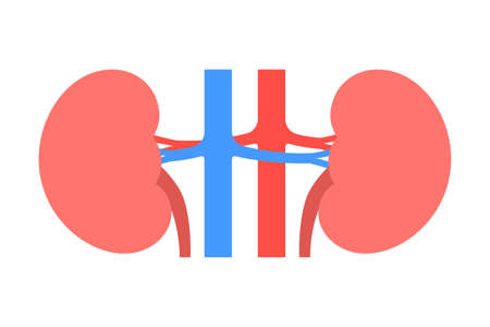 Human kidneys isolated vector illustration.のイラスト素材