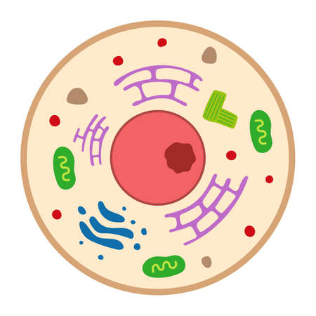 Animal cell isolated vector illustration.のイラスト素材