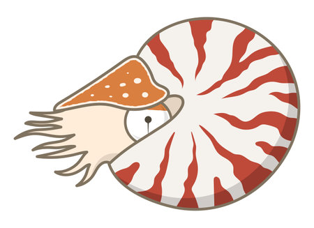 Chambered nautilus Isolated Vector Illustration.のイラスト素材
