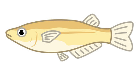 Japanese rice fish isolated vector illustration.のイラスト素材