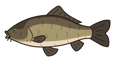 Common carp isolated vector illustration.のイラスト素材