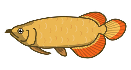 An arowana isolated vector illustration.のイラスト素材