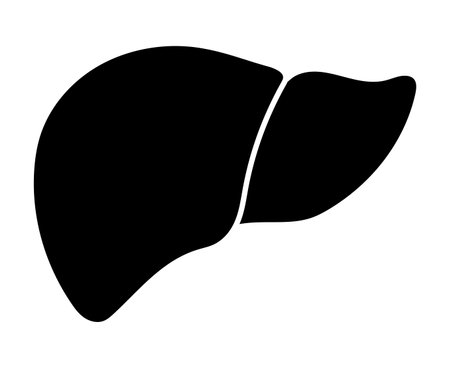 Human liver isolated vector illustration.のイラスト素材