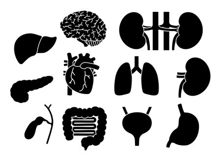 Set of silhouettes of human organsのイラスト素材