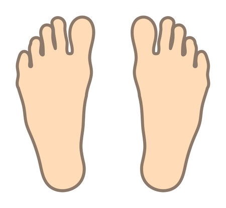 Shape of the human foot.のイラスト素材