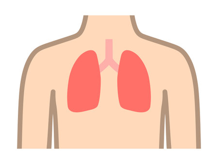 Lungs and upper body isolated vector illustration.のイラスト素材
