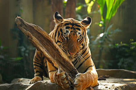 tiger with a stickの写真素材
