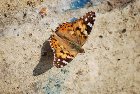 butterfly