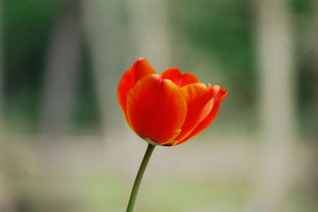 poppyの写真素材