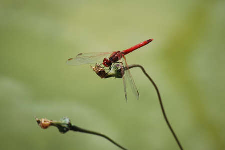 Small red dragonfly on flowerの写真素材