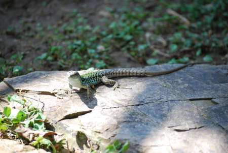 lizard