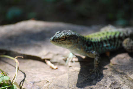 lizard