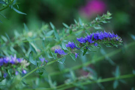 flowerの写真素材