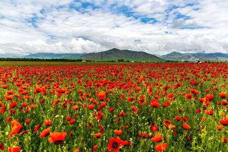 Tianshan Safflower in Yilimus Township, Xinjiang, Chinaの写真素材
