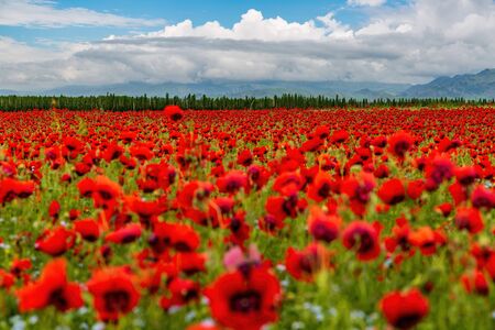 May 2017 Tianshan Safflower in Yilimus Township, Xinjiang, Chinaの写真素材