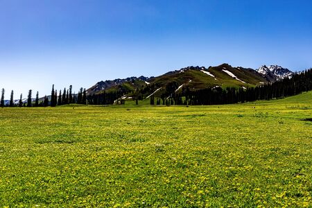 Spring wildflowers in the aerial grassland of Ilinalati, Xinjiang, China, May 2017の写真素材