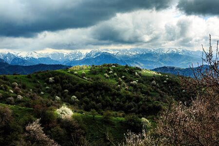 Xinjiang Yili Chaxi Grassland Spring Sceneryの写真素材