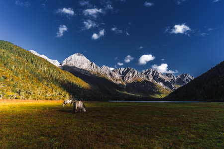 Wuxu Seascape in Jiulong County, western Sichuan, is a beautiful place with snow-capped mountains, lakes and virgin forests.の写真素材