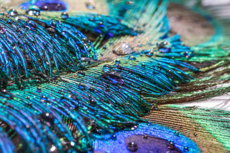 Peacock feathers with drops of waterの写真素材