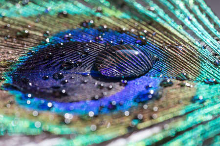 Peacock feather with drops of waterの写真素材