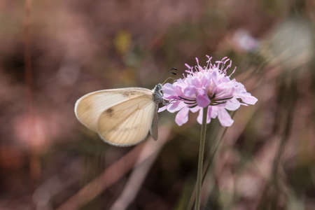 White butterfly on pink flower