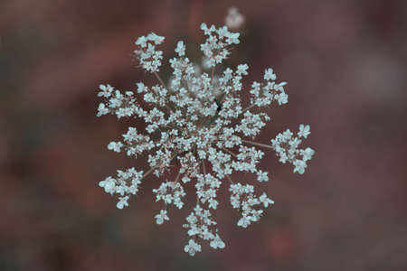 White flower on soft backgroundの写真素材
