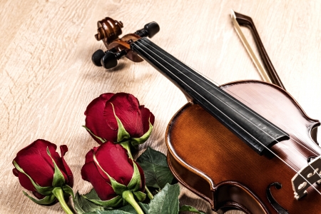 Violin, rose and music books, still lifeの写真素材