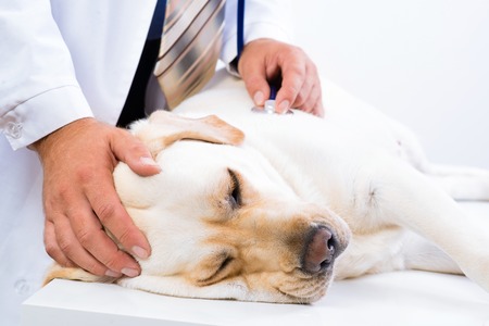 vet checks the health of a dog, that is on the tableの写真素材