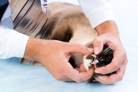 vet checks the health of a cat in a veterinary clinicの写真素材