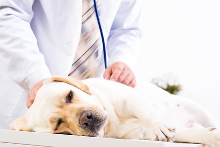 vet checks the health of a dog, that is on the tableの写真素材
