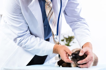 vet checks the health of a cat in a veterinary clinicの写真素材